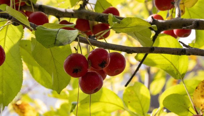 彭州最新疫情通报:最新动态与防疫指南 彭州最新疫情通报:最新动态与防疫指南